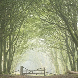 Gateway in deciduous woodland, Bellever Forest, Dartmoor, Devon, England