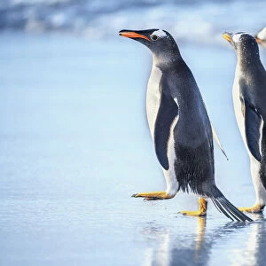 Gentoo Penguins (Pygocelis papua papua), Sea Lion Island, Falkland Islands