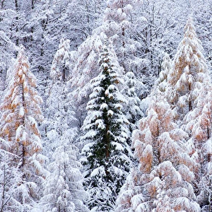 Germanasca valley, Piedmont, Turin, Italy. Larch and fir trees in the snow