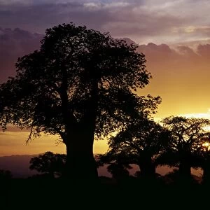 Giant baobab trees silhouetted against a sunset