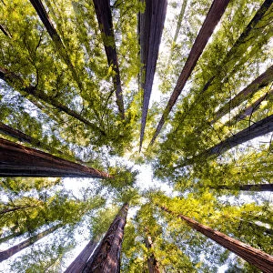 Giant Redwoods, Humboldt State Park, California, USA