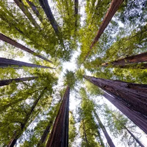 Giant Redwoods Print, Humboldt State Park Landscape Photograph Giant Redwoods Print, Humboldt State Park Landscape Photograph