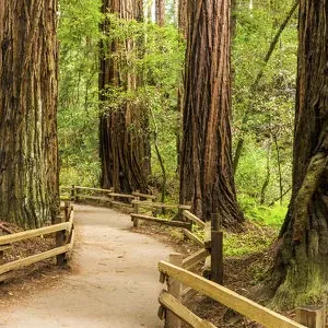 Giant Redwoods Print, Muir Woods National Monument Giant Redwoods Print, Muir Woods National Monument