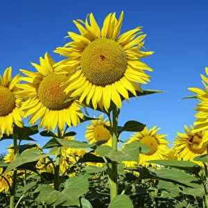 Giant yellow sunflowers in full bloom, Oraison, Alpes-de-Haute-Provence