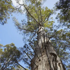 The Gloucester tree in Gloucester National Park, Pemberton, Western Australia, Australia