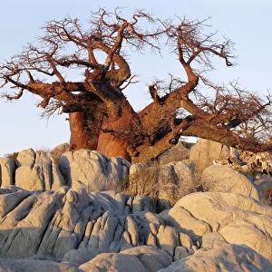 A gnarled baobab tree grows among rocks at Kubu Island
