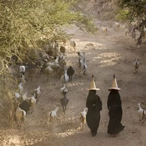 Goat herder, Al Wadi Dawan, nr Wadi Hadhramawt, Yemen