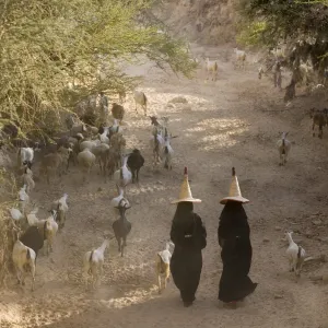 Goat herder, Al Wadi Dawan, nr Wadi Hadhramawt, Yemen