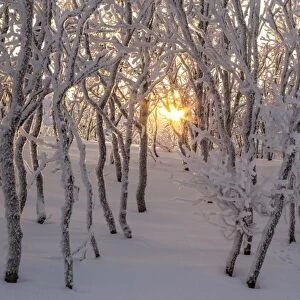 Gold sun between trees, Abisko, Kiruna, Sweden, Europe