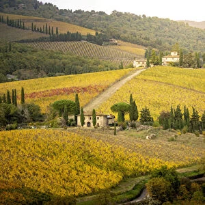 Golden vineyards in Chianti Region, autumn in Tuscany, Italy