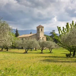 Gothic church of Saint-Andra -et-Saint-Trophime surrounded by olive trees, Lourmarin