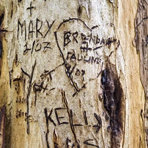 Graffiti on Red Tingle Tree, nr Pemberton, Western Australia