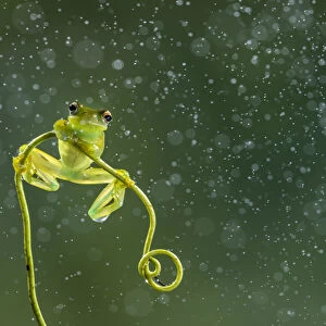 Granular glass-frog (Cochranella granulosa), lowland rainforest, Boca Tapada, Costa Rica