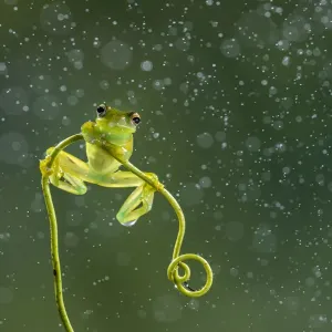 Granular glass-frog (Cochranella granulosa), lowland rainforest, Boca Tapada, Costa Rica