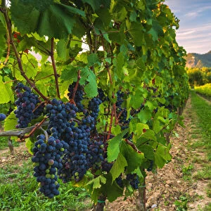 Grape of the Franciacorta, Brescia province, Lombardy district, Italy, Europe