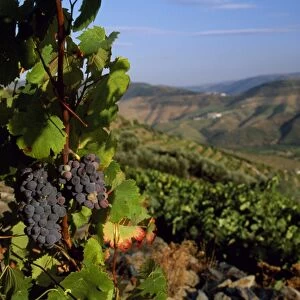 Grapes and vines in the Douro Valley above
