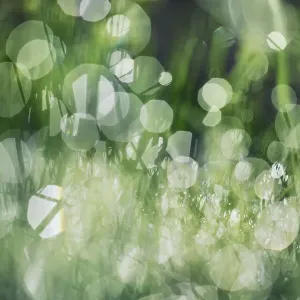 Grass and dew - Germany, Bavaria, Upper Bavaria, Bad Tolz-Wolfratshausen, Kochel - Alps, Lake Kochel
