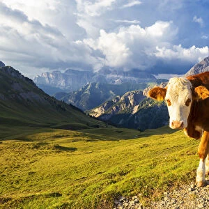 Grazing cow at San Nicolo Pass, Fassa Valley, Trentino, Dolomites, Italy, Europe