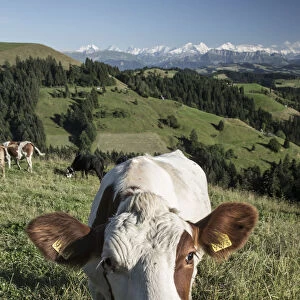 Grazing cows, Emmental Valley and Swiss alps in the background, Berner Oberland