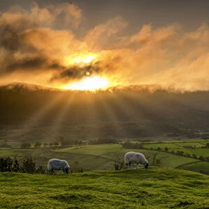 Grazing Sheep at Sunrise, Lake District National Park, Cumbria, England