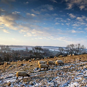 Grazing Sheep in Winter, Cotswolds, Gloucestershire, England