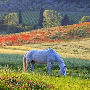 Grazing White Horse, Tuscany, Italy