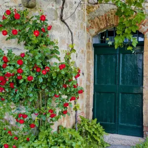 Green Door and Roses Print, Monticchiello Scene Green Door and Roses Print, Monticchiello Scene