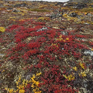 Greenland, DiskoBay, The autumn vegetation of the tundra around Ataa a small village