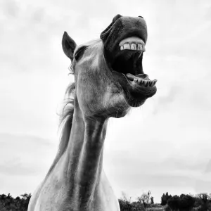 Print of a Grinning Horse in the Camargue Region, France Print of a Grinning Horse in the Camargue Region, France