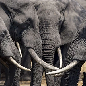 A group of bull African elephants congregate around a waterhole, Serengeti National Park