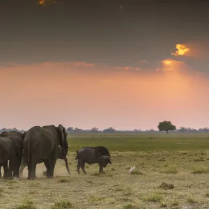 Group of elephants at sunset. Mahango Game Reserve, Bwabwata National Park, Kavango