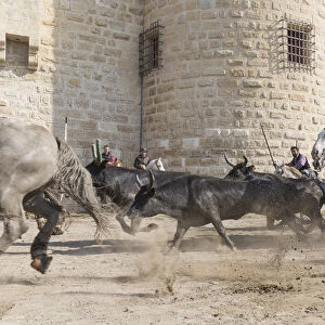 Guardians running black bulls through the streets of Aigues-Mortes, Camargue, Region Sud