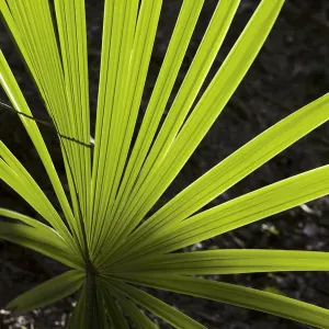Guatemala, El Peten, Tikal, Palm leaf