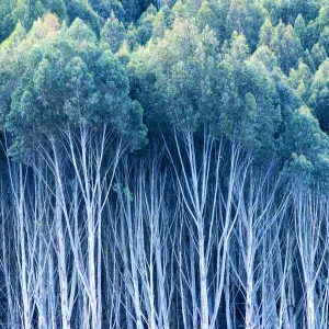 AWL Gum Trees Print, New Zealand Forest Landscape