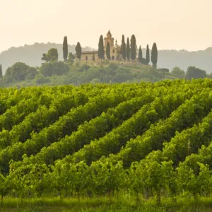 Gussago, Franciacorta, Lombardy, Italy. Vineyards