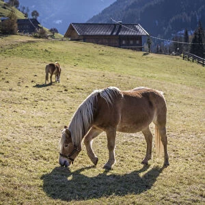 Haflinger horses on a pasture in Ausservillgraten, Villgratental, East Tyrol, Tyrol, Austria