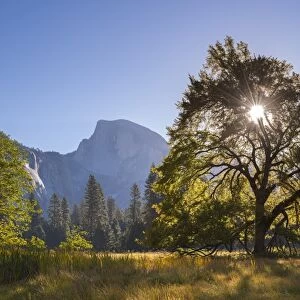Half Dome and Elm tree in Cooks Meadow, Yosemite Valley, California, USA. Autumn
