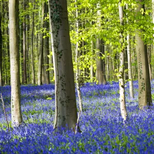 Hallerbos, beech forest in Belgium full of blue bells flowers