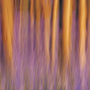 Hallerbos Beech Forest Print - Abstract Bluebell Blur Hallerbos Beech Forest Print - Abstract Bluebell Blur