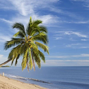 Hanging palm tree, Holloways Beach, nr Cairns, Queensland, Australia