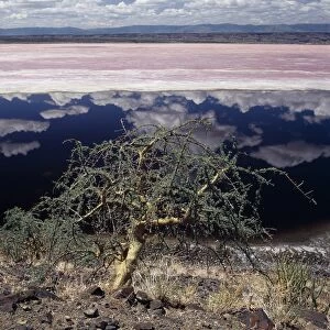 A hardy Commiphora tree thrives beside Lake Magadi