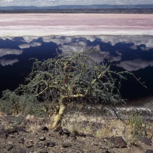 A hardy Commiphora tree thrives beside Lake Magadi