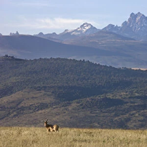 Heartbeest and Mt. Kenya, Lewa Wildlife Conservancy, Kenya