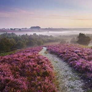 Heather in bloom on lowland heathland, Rockford Common, Linwood, New Forest National Park