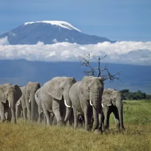 A herd of elephants with Mount Kilimanjaro in the background