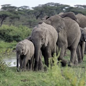 A herd of elephants moves in single file