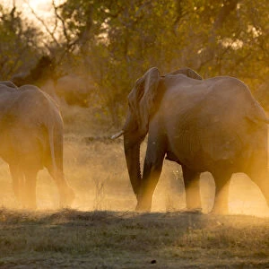 Herd of elephants at the Okavango Delta, Botswana