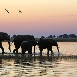 A herd of elephants walking along Chobe river shores, along the border between Namibia