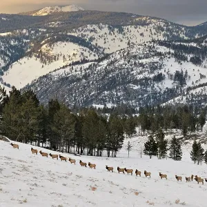 A herd of elk (Cervus elaphus) walking in a line on a snowy slope on the Columbia Blacktail Plateau, Yellowstone NP, Wyoming, USA