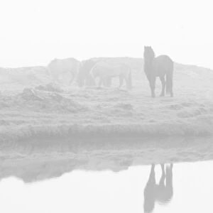 Herd of horses in the mist, Iceland